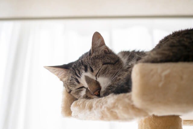 Cat sleeping on cat tower