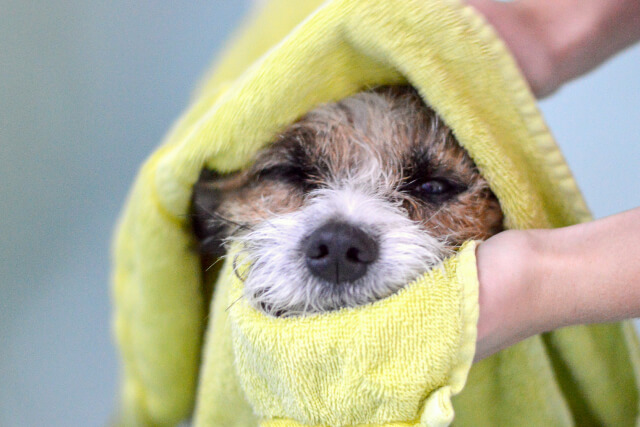 Dog wrapped in a yellow towel