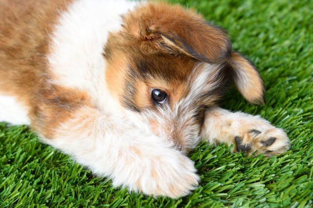 Puppy laying on artificial grass