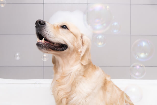 dog is sitting in a bubble bath